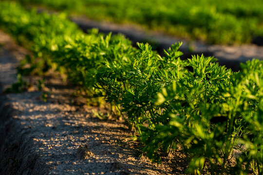 Marchew, pole uprawne marchwi, rozsada marchwi, wysiana marchew