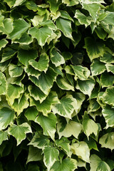 Ivy leaves covering a wall. Plant wall. Ivy wall