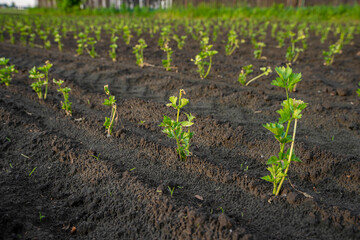 Selery, Rozsada selerów, rosnące selery, sadzonki selserów © Follow the Sun