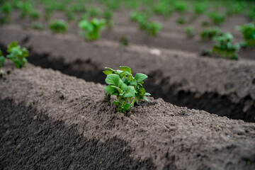 Ziemniaki, Rosnące ziemniaki, pole ziemniaków 