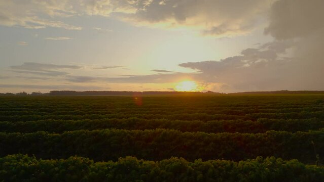 Aerial footage of Brazilian coffee plantation at sunset