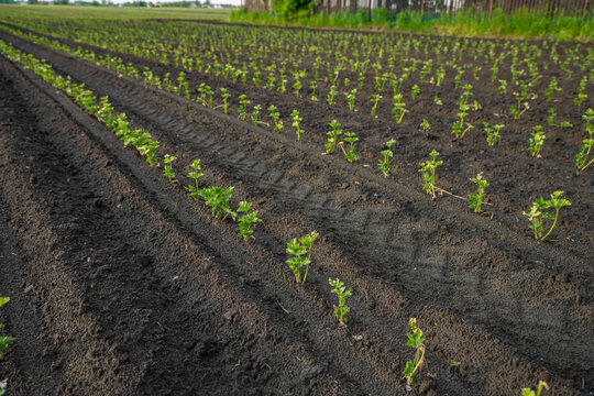 Selery, Rozsada seler&oacute;w, rosnące selery, sadzonki selser&oacute;w
