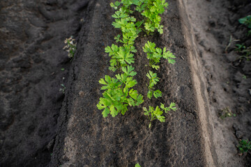 Pietruszka, rosnąca pietruszka, Natka pietruszki, Pole uprawne natki pietruszki 
