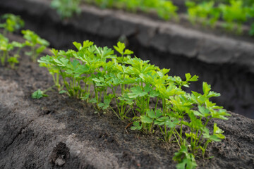 Pietruszka, rosnąca pietruszka, Natka pietruszki, Pole uprawne natki pietruszki 