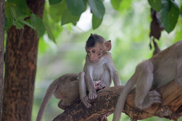 Fototapeta premium 可愛いサル