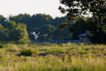 A wild barn owl prepares to dive to the ground to catch its prey