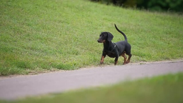 Small dachshund dog running on a sidewalk in the park. Slow motion. 