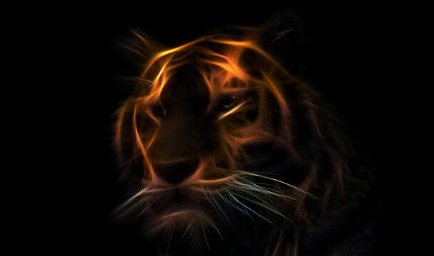 Tiger's gaze. color picture of a tiger