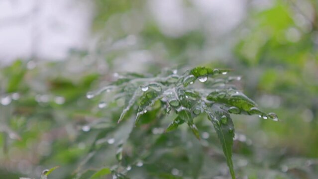 雨に濡れたもみじの葉　梅雨イメージ