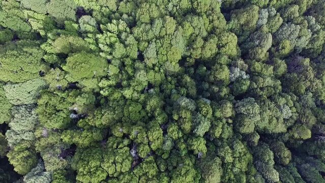 Forest background. Aerial top view of the green woods. Beautiful vegetation texture and pattern.