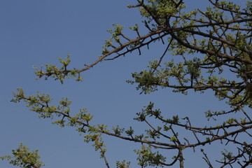 Abejas ocultas