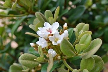 シャリンバイ(車輪梅）