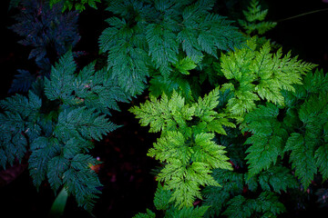 christmas background