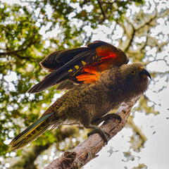 The world's only Alpine Parrot, the Kea - Mt. Aspitring NP, New Zealand