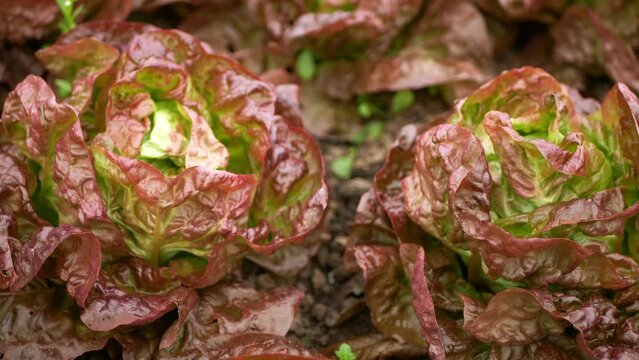 Lettuce bio red butterhead harvest farm field Lactuca sativa harvesting food Verona farmer farming greenhouse folio agricultural garden leaf plant green leaves greenhouse organic plantation vegetables