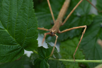 Stick insect