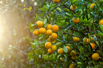 orange fruit tree with orange fruit and green leaves.