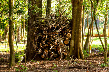 Naklejka na ściany i meble Stacks of firewood, stacks of dry wood and sticks for campfires.