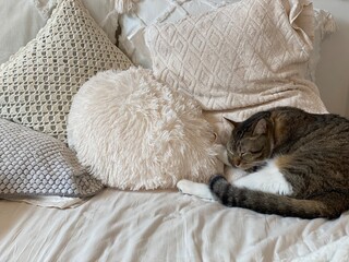 Stack of pillow and cushions with cat resting