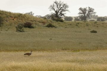 Kori Bustard in the Kgalagadi