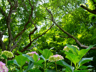 公園の色づき始めたアジサイ