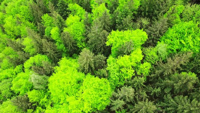 Aerial view of Carpathian mountains covered with coniferous forests. Picturesque landscape drone view. Picture of wild area.