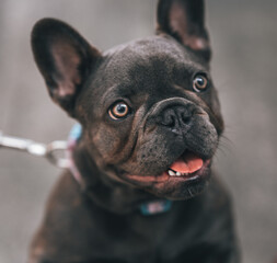 french bulldog in front love 