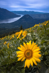 Balsam Root at Wind Mountain 
