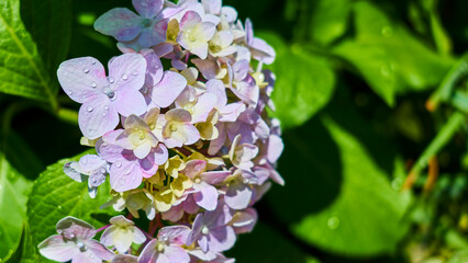 水滴がついた紫陽花