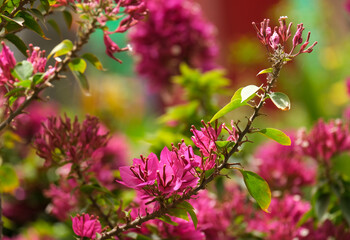 Ornamental shrub or Bougainvillea tree (Latin - Bougainvillea)