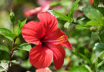 Red Hibiscus Flower closeup (lat.- Hibiscus)
