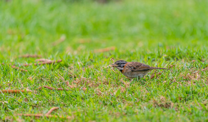 Song Sparrow eating