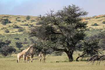 Fototapeta na wymiar Giraffe in the Kgalagadi