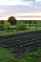Garden with a Sunset in the Distance