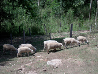 sheep in the field