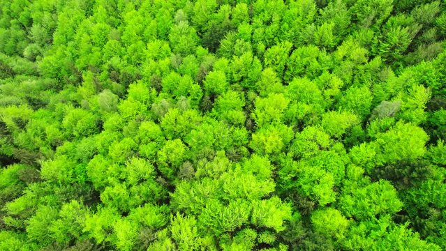 Aerial view of Carpathian mountains covered with coniferous forests. Picturesque landscape drone view. Picture of wild area.