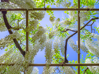 White Japanese wisteria trellis in a blue sky (Ashikaga, Tochigi, Japan)