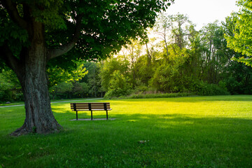park setting, tree framing in a park bench 