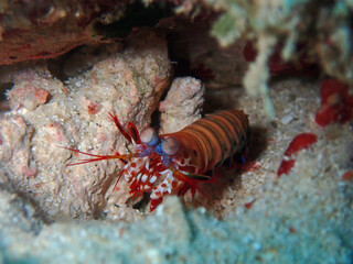 石垣島海底を徘徊、モンハナシャコ