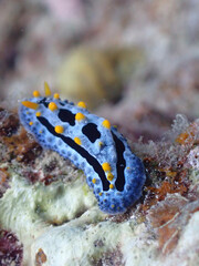 石垣島海底を徘徊、ソライロイボウミウシ