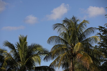 Fototapeta na wymiar Palm Trees with Clouds