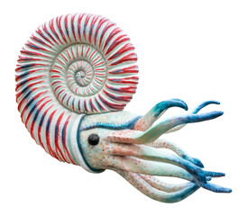 Ammonites lived during the periods of the Jurassic and Cretaceous. Ammonoids isolated on white...