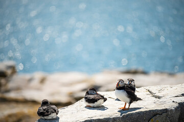 Group of puffin birds on a rock ledge on the ocean . USA. Maine