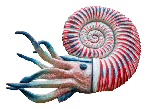 Ammonites lived during the periods of the Jurassic and Cretaceous. Ammonoids isolated on white background with clipping path