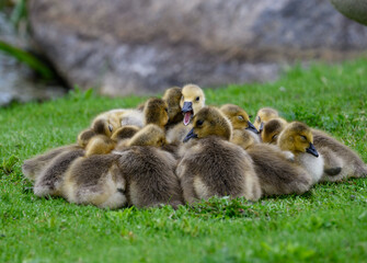 Canada Goose goslings are sleeping on green grass
