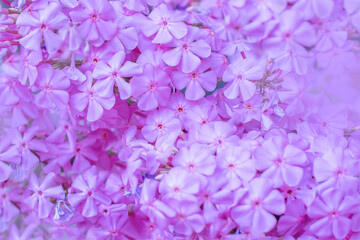 romantic photo lots of pink phlox flowers, selective focus. desktop wallpapers, postcards