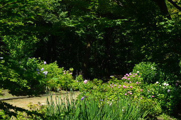 A sunny day in early summer, A landscape of blooming hydrangea.