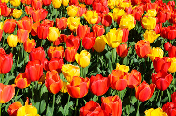 red and yellow tulips
