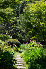 A sunny day in early summer, A landscape of blooming hydrangea.