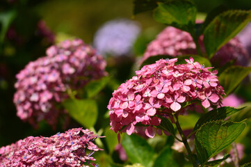 A sunny day in early summer, Purple hydrangea close-up.